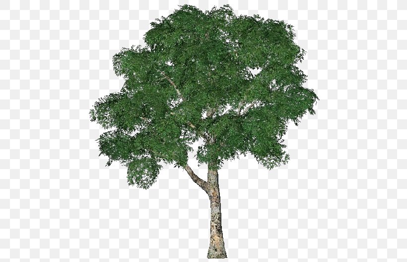 Tree 3D Computer Graphics 3D Modeling Hawthorn, PNG, 750x527px, 3d Computer Graphics, 3d Modeling, 3d Rendering, Tree, Branch Download Free