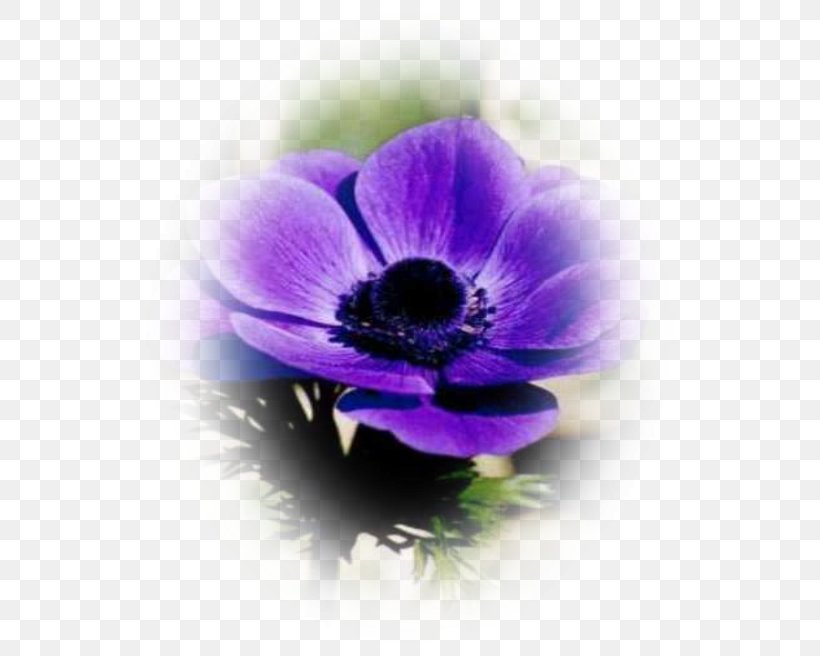 Anemone .net Desktop Wallpaper Flower, PNG, 537x656px, Anemone, Blue, Close Up, Com, Computer Download Free