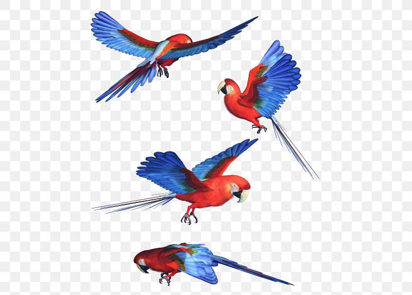 Budgerigar Macaw Parrot Bird Image, PNG, 480x586px, Budgerigar, Animal, Beak, Bird, Blue Download Free