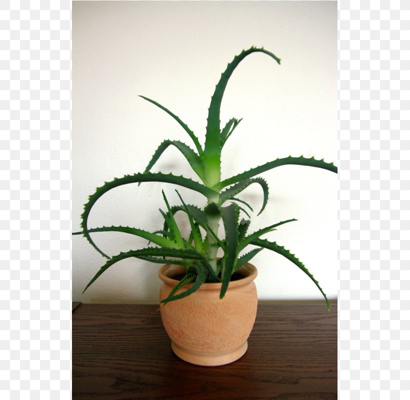 Candelabra Aloe Aloe Vera Plants Houseplant Succulent Plant, PNG, 800x800px, Candelabra Aloe, Aloe, Aloe Vera, Aloes, Dracaena Download Free