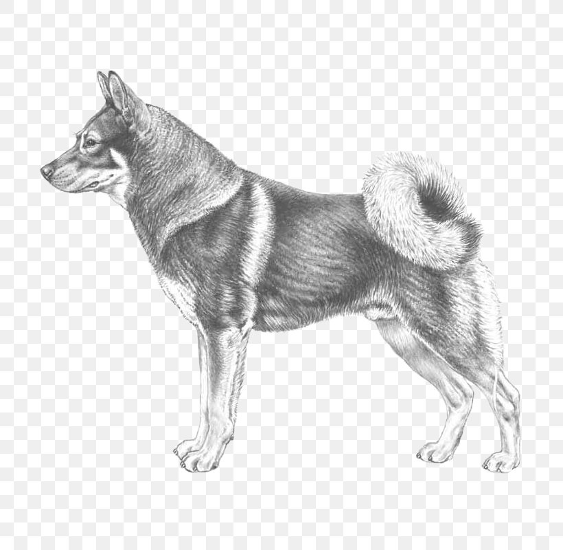 Dog Breed Norwegian Elkhound East Siberian Laika Shikoku Norwegian Buhund, PNG, 800x800px, Dog Breed, Ancient Dog Breeds, Black And White, Breed, Breed Standard Download Free