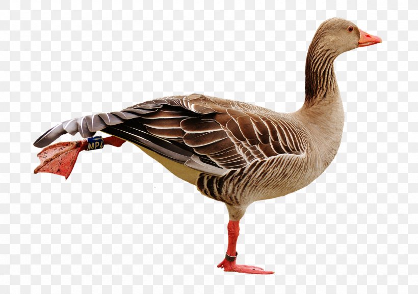 Emden Goose Bird Canada Goose Duck, PNG, 1280x903px, Goose, Animal, Beak, Bird, Branta Download Free