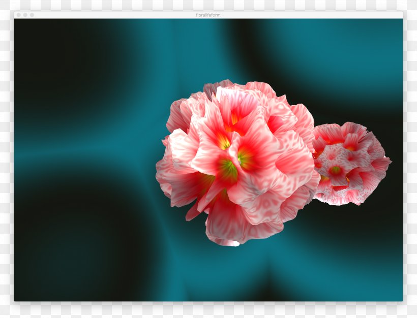 Flowering Plant Petal Desktop Wallpaper, PNG, 2506x1914px, Flower, Blossom, Closeup, Computer, Family Download Free