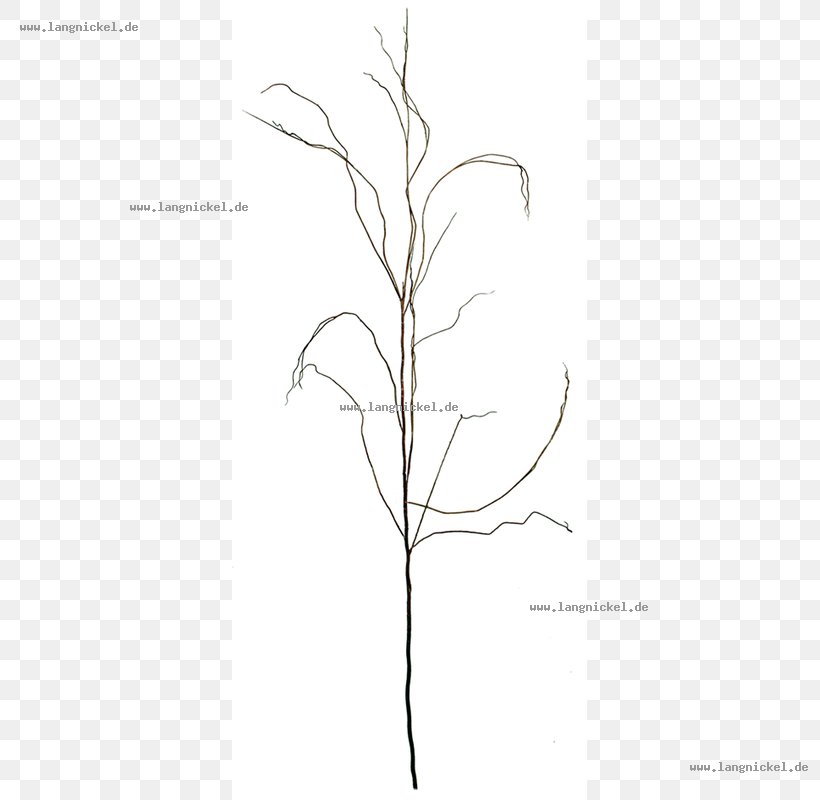 Grasses Drawing Plant Stem /m/02csf, PNG, 800x800px, Grasses, Black And White, Branch, Drawing, Family Download Free