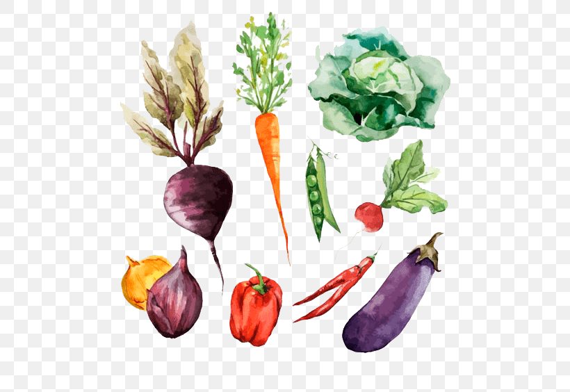 Root Vegetables Watercolor Painting Drawing, PNG, 564x564px, Vegetable, Diet Food, Drawing, Flower, Food Download Free