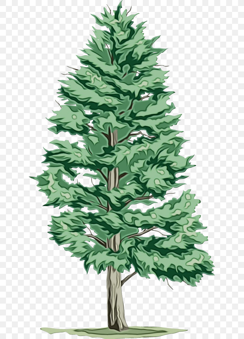 Christmas Tree, PNG, 627x1139px, Watercolor, American Larch, Balsam Fir, Branch, Canadian Fir Download Free
