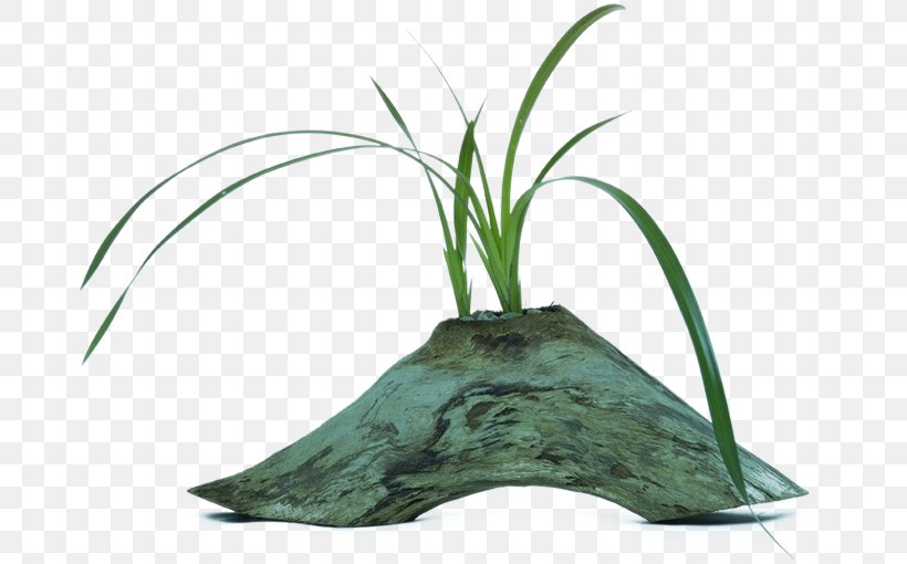 Leaf Grasses Tree Flowerpot Family, PNG, 683x510px, Leaf, Family, Flowerpot, Grass, Grass Family Download Free