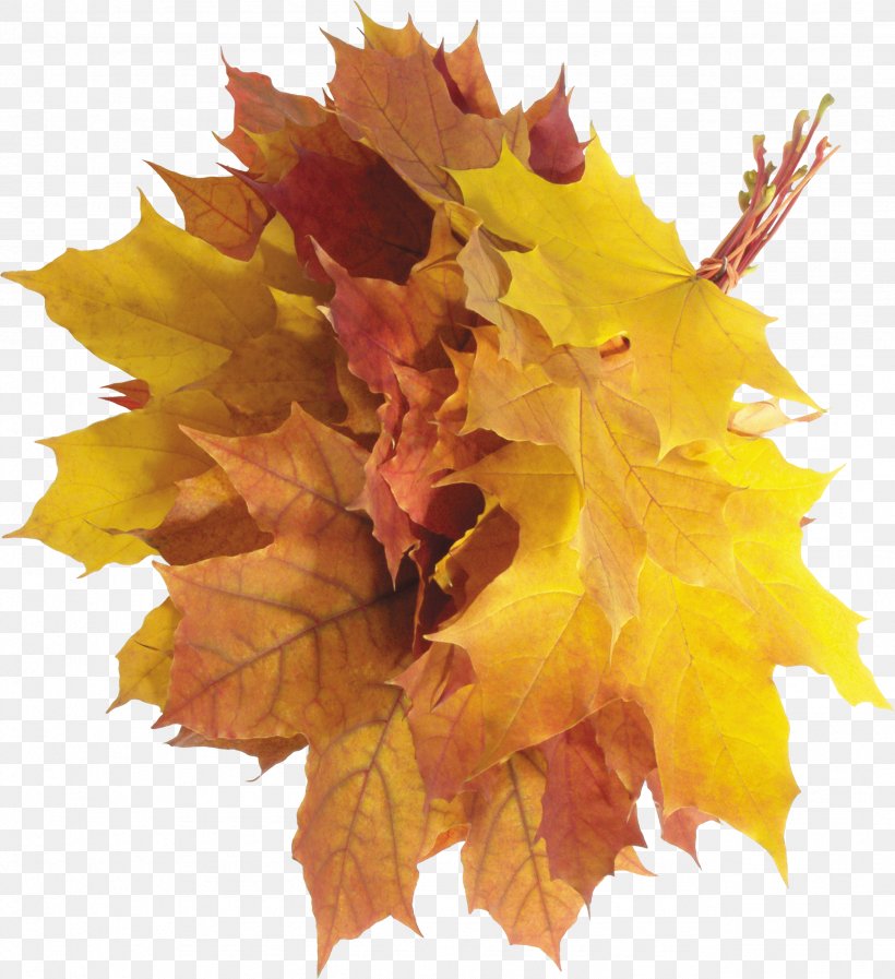 Autumn Leaf Clip Art, PNG, 2558x2800px, Autumn, Autumn Leaf Color, Flower, Flowering Plant, Leaf Download Free