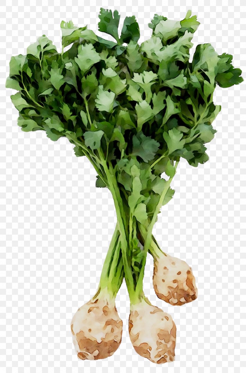 Celeriac Root Vegetables Turnip Rutabaga, PNG, 1056x1598px, Celeriac, Apium, Arugula, Celery, Flower Download Free