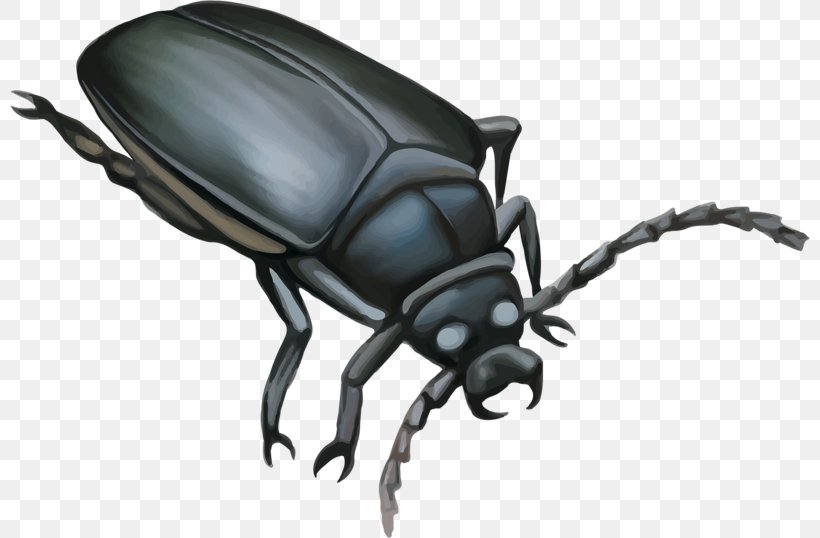 Darkling Beetle Mosquito Dung Beetle Illustration, PNG, 800x538px, Darkling Beetle, Art, Arthropod, Beetle, Black And White Download Free