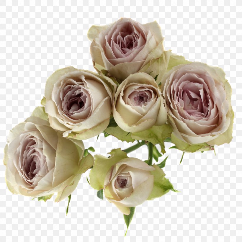 Garden Roses Cabbage Rose Cut Flowers Flower Bouquet Floral Design, PNG, 1024x1024px, Garden Roses, Artificial Flower, Blossom, Cabbage Rose, Cut Flowers Download Free