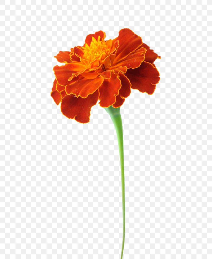 Mexican Marigold Tagetes Lucida Flower Calendula Officinalis Chrysanthemum, PNG, 697x1000px, Mexican Marigold, Calendula Officinalis, Chrysanthemum, Cut Flowers, Floral Design Download Free