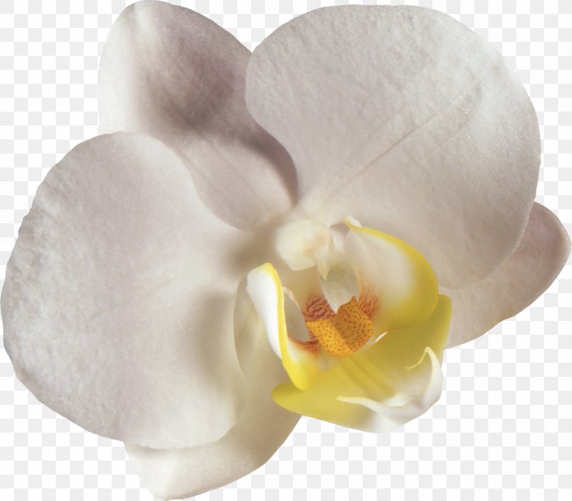 Moth Orchids Flower Clip Art, PNG, 1200x1051px, Orchids, Computer Software, Flower, Flowering Plant, Lilium Download Free