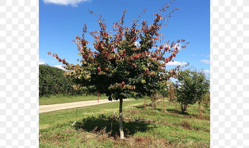 Oak Sugar Maple Tree Nursery Shrub, PNG, 650x488px, Oak, Autumn Leaf Color, Branch, Evergreen, Landscape Download Free
