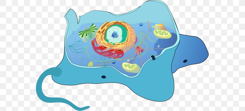 Cell Biology Autophagy Eukaryote Receptor-mediated Endocytosis, PNG, 579x374px, Watercolor, Cartoon, Flower, Frame, Heart Download Free
