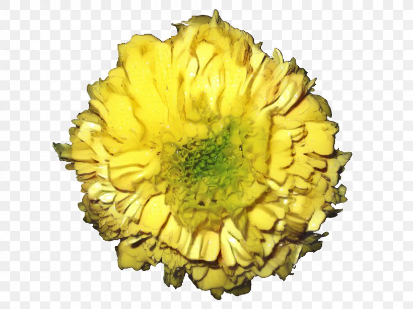 Chrysanthemum Cut Flowers Yellow Petal Sunflower, PNG, 1599x1200px, Chrysanthemum, Chrysanths, Cut Flowers, English Marigold, Flower Download Free