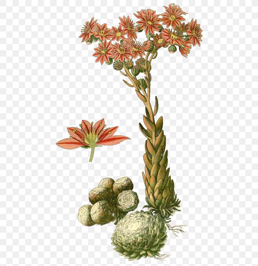 Common Houseleek Sempervivum Arachnoideum Drawing Echeveria, PNG, 500x846px, Common Houseleek, Drawing, Echeveria, Flower, Flowering Plant Download Free