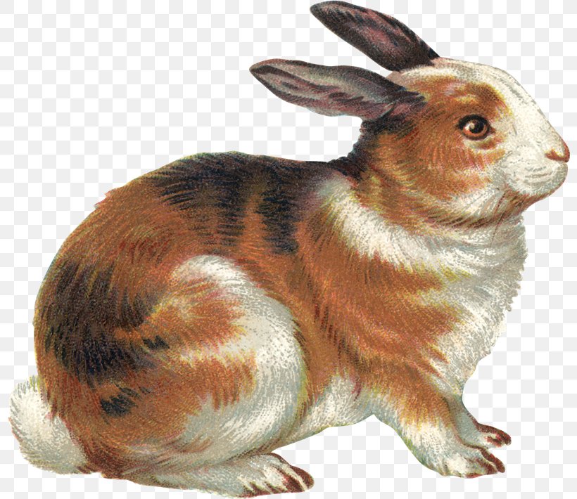 Domestic Rabbit Hare Clip Art Easter Bunny Illustration, PNG, 800x710px, Domestic Rabbit, Drawing, Easter Bunny, Fauna, Hare Download Free