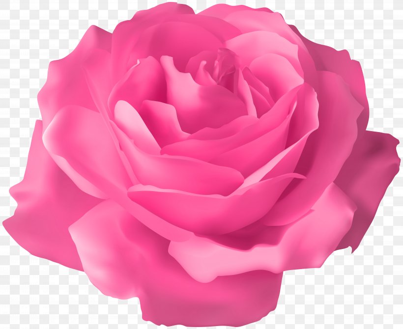 Pink Rose Transparent Clip Art Image, PNG, 8000x6539px, Centifolia Roses, Blue Rose, China Rose, Color, Cut Flowers Download Free