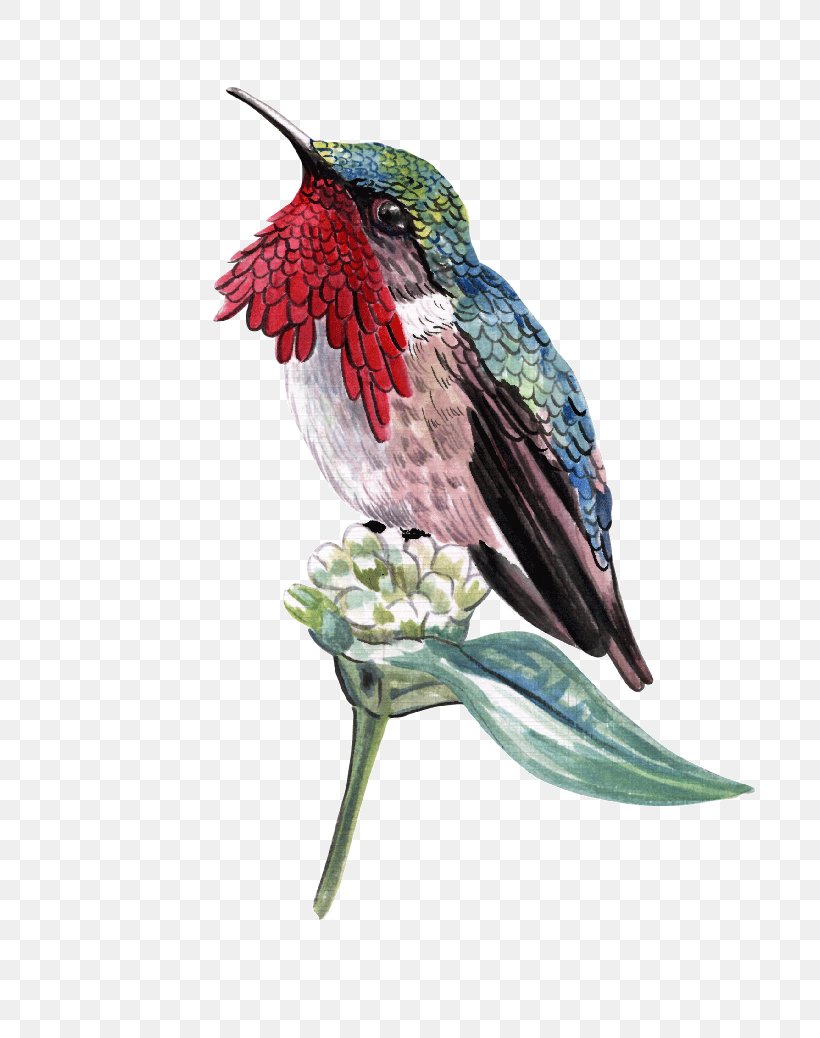 Ruby-throated Hummingbird Black-chinned Hummingbird, PNG, 800x1038px, Hummingbird, Archilochus, Beak, Bird, Blackchinned Hummingbird Download Free