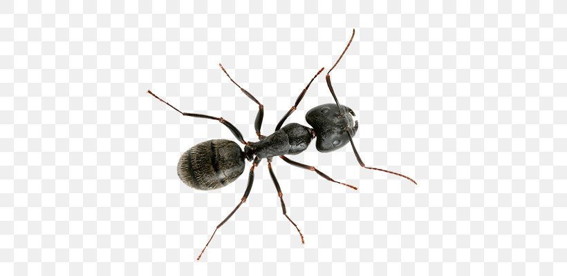 Black Carpenter Ant Banded Sugar Ant Black Garden Ant Little Black Ant, PNG, 700x400px, Ant, Arthropod, Banded Sugar Ant, Black Carpenter Ant, Black Garden Ant Download Free