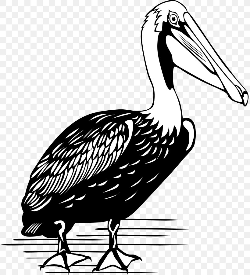 Brown Pelican Bird Clip Art, PNG, 813x900px, Brown Pelican, Beak, Bird, Black And White, Cartoon Download Free