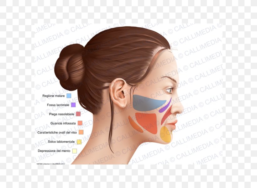 Cheek Anatomy Anatomia Y Fisiologia Head Chin, PNG, 600x600px, Cheek, Anatomia Y Fisiologia, Anatomy, Chin, Ear Download Free