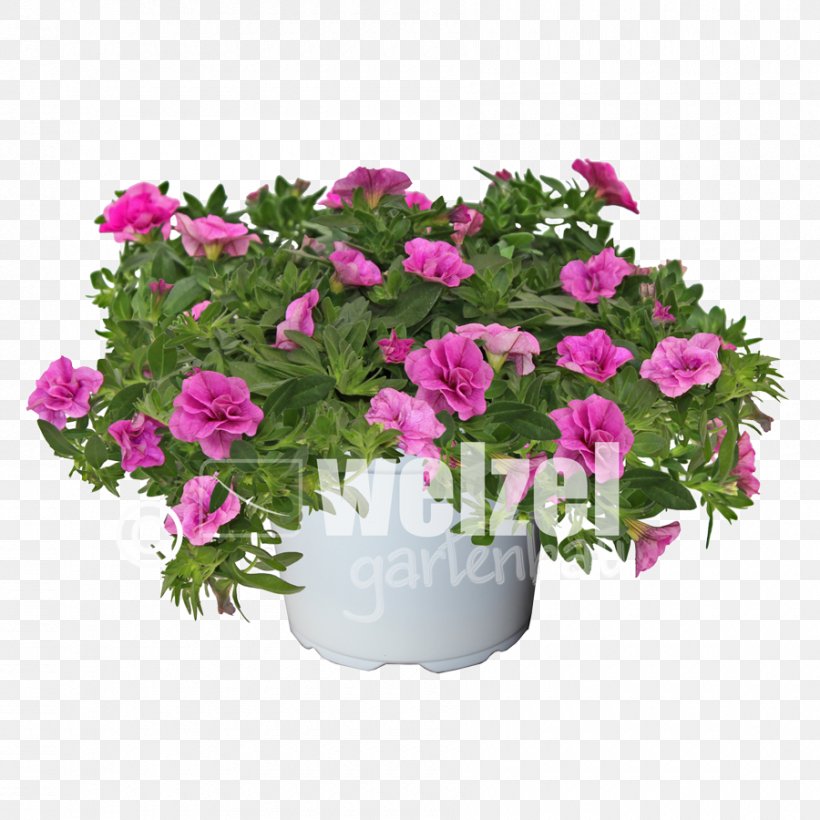Cut Flowers Flower Bouquet Rose Transvaal Daisy Pink, PNG, 900x900px, Cut Flowers, Annual Plant, Dianthus, Floral Design, Flower Download Free