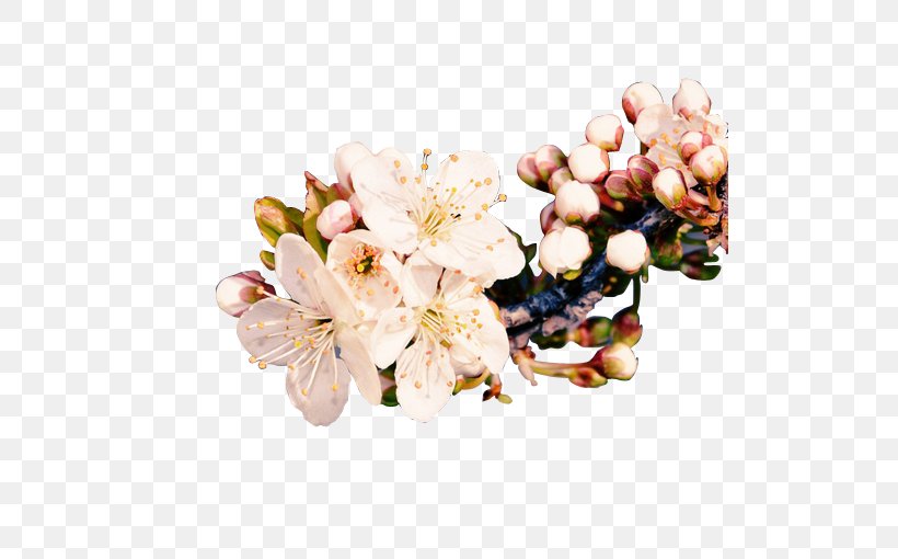 Plum Blossom Ameixeira, PNG, 510x510px, Plum Blossom, Ameixeira, Blossom, Cut Flowers, Designer Download Free