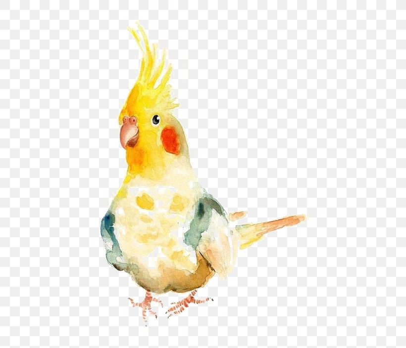 Bird Watercolor Painting Parrot Cockatiel, PNG, 564x704px, Bird, Art, Arts, Beak, Cockatiel Download Free