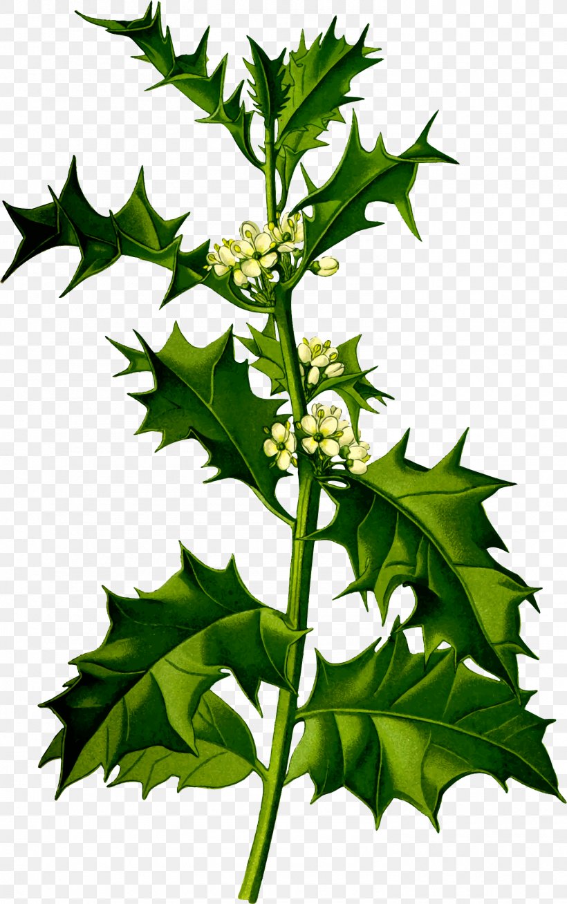 Common Holly Plant Shrub Species Tree, PNG, 1490x2377px, Common Holly, Aquifoliaceae, Aquifoliales, Branch, Broadleaved Tree Download Free