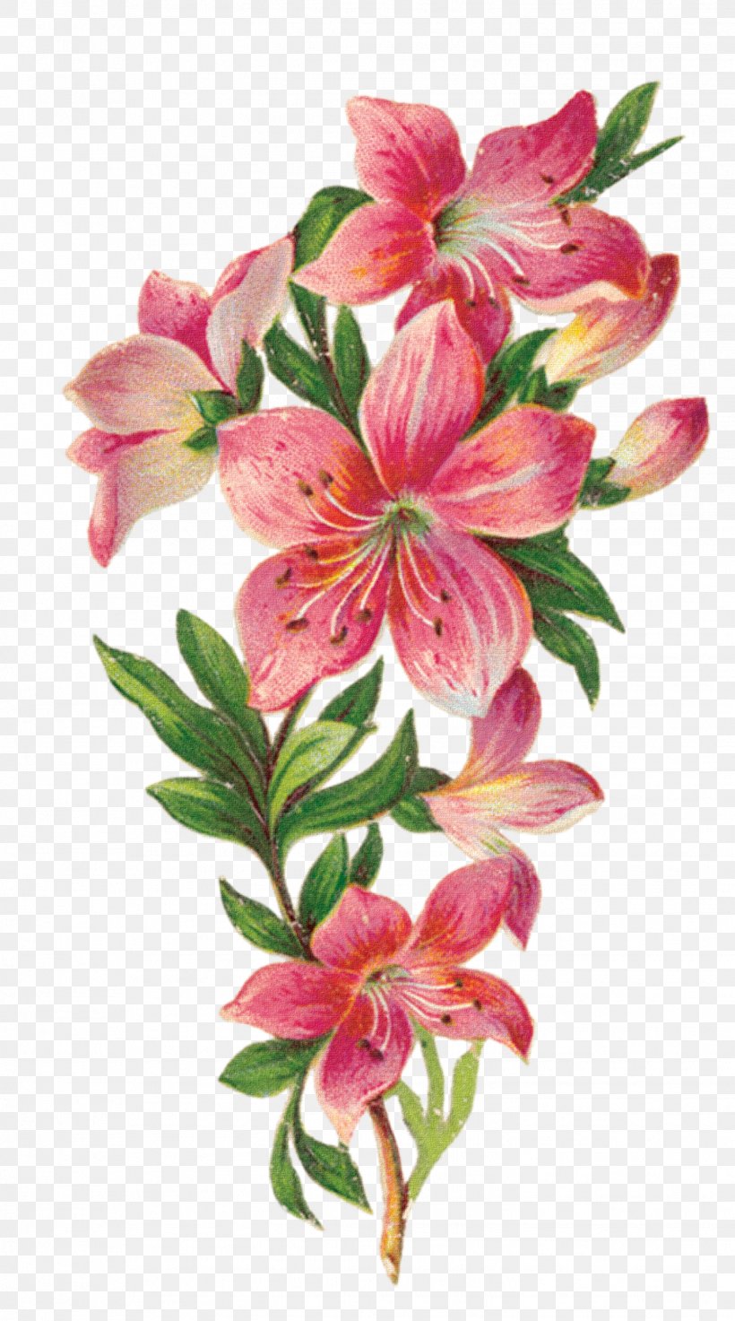 Cut Flowers, PNG, 1446x2598px, Flower, Alstroemeriaceae, Cut Flowers, Drawing, Floral Design Download Free