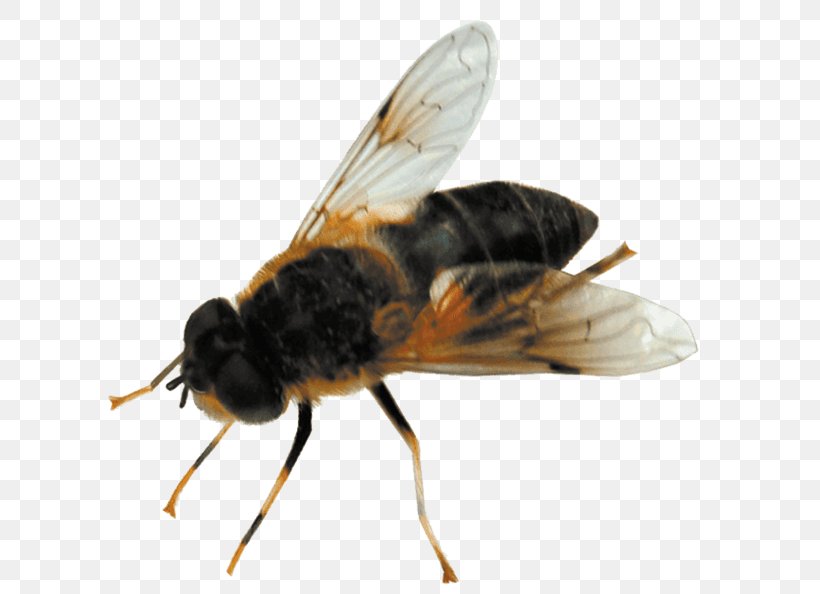 Honey Bee Pest Control St. George Termite, PNG, 640x594px, Honey Bee, Arthropod, Bed Bug, Bee, Bumblebee Download Free