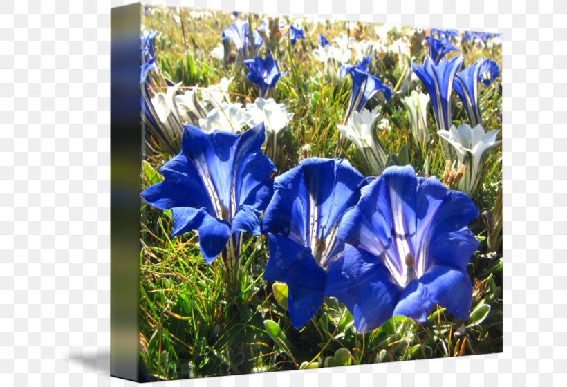 Imagekind Meadow Grassland Art Wildflower, PNG, 650x560px, Imagekind, Art, Bellflower, Bellflower Family, Blue Download Free