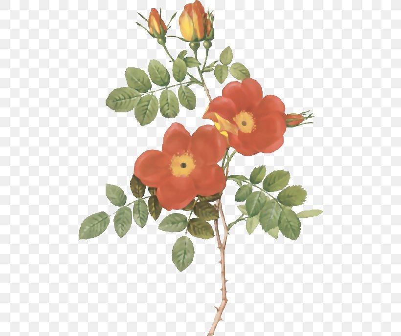 Sweet-Brier Botanical Illustration, PNG, 500x688px, Sweetbrier, Art, Botanical Illustration, Branch, Canvas Print Download Free