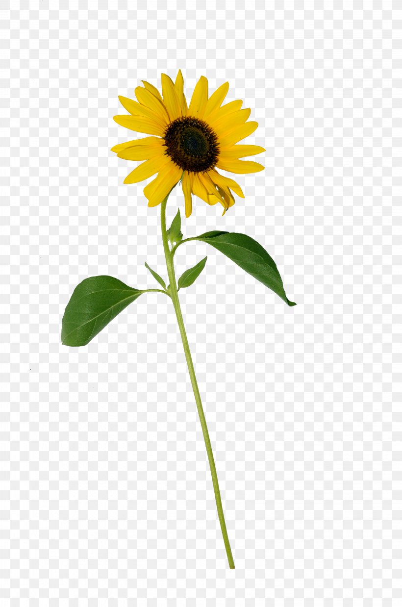Common Sunflower Photography Clip Art, PNG, 3264x4928px, Common Sunflower, Annual Plant, Daisy Family, Drawing, Flower Download Free