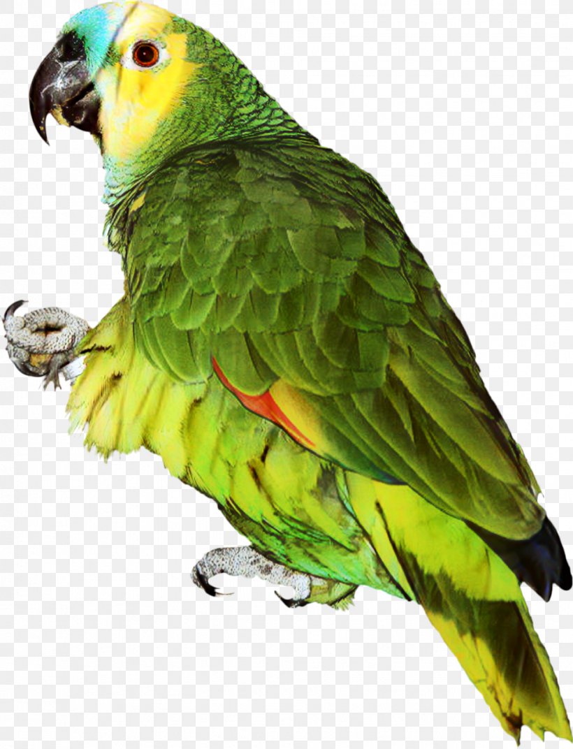 Parrot Clip Art Budgerigar Turquoise-fronted Amazon, PNG, 979x1280px, Parrot, Amazon Parrot, Animal, Beak, Bird Download Free