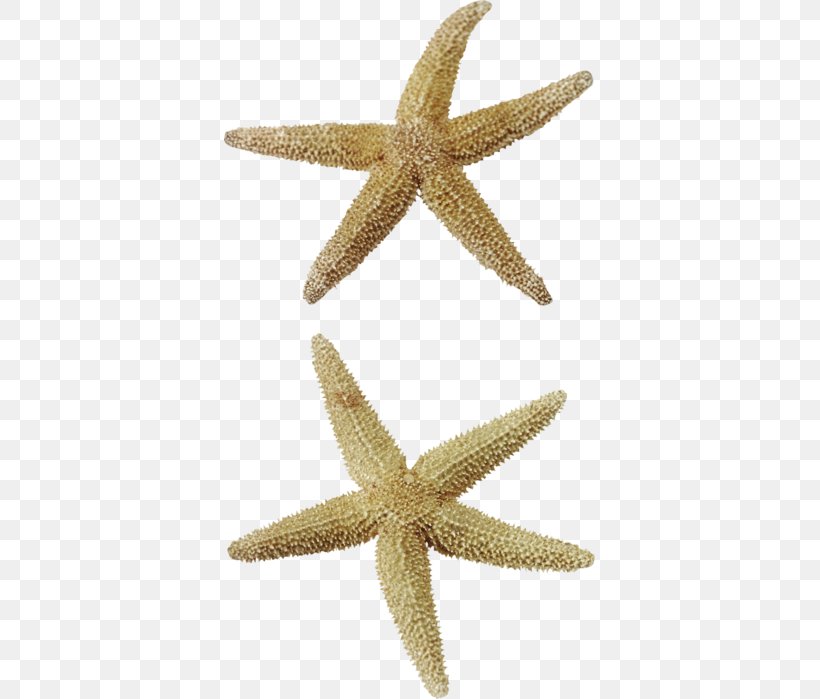 Starfish Sea Clip Art, PNG, 371x699px, Starfish, Animation, Digital Image, Echinoderm, Invertebrate Download Free