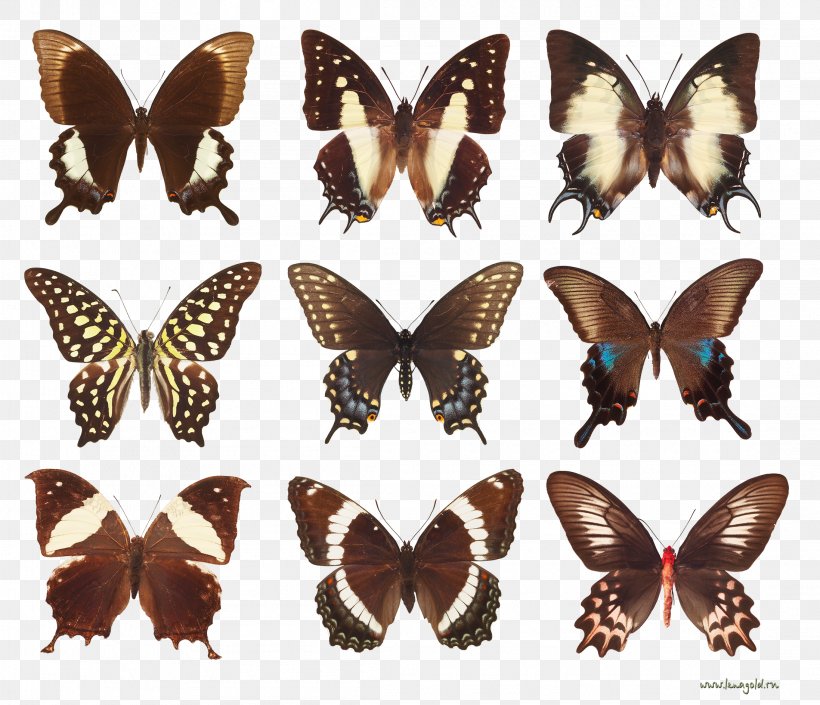 Butterfly Insect Silhouette, PNG, 2195x1888px, Butterfly, Arthropod, Brush Footed Butterfly, Butterflies And Moths, Drawing Download Free