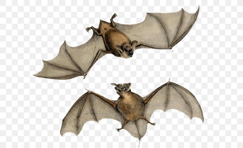 New Zealand Lesser Short-tailed Bat New Zealand Lesser Short-tailed Bat HMS Erebus Mystacinidae, PNG, 600x500px, Bat, Eastcoast Freetailed Bat, Freetailed Bat, Hms Erebus, Hms Terror Download Free