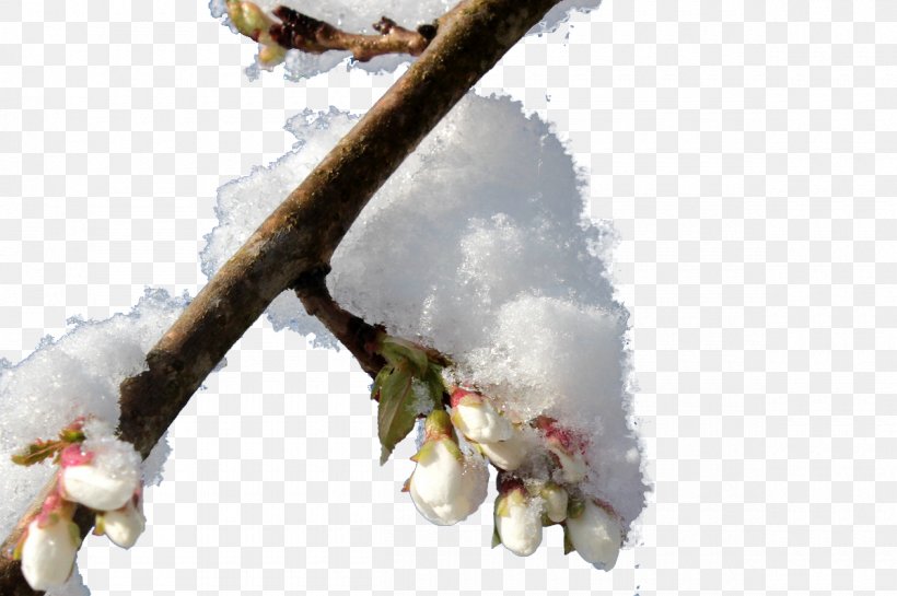 Snow Winter Twig, PNG, 1200x799px, Snow, Blossom, Branch, Cherry Blossom, Hanami Download Free