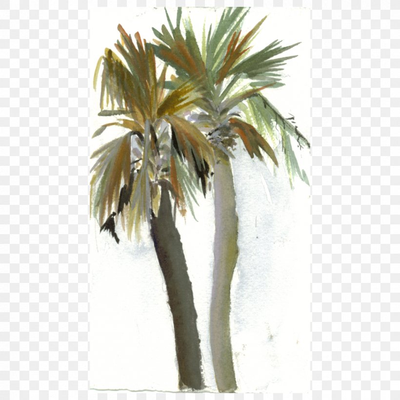 Asian Palmyra Palm Babassu Coconut Date Palm Arecaceae, PNG, 1200x1200px, Asian Palmyra Palm, Arecaceae, Arecales, Attalea, Attalea Speciosa Download Free