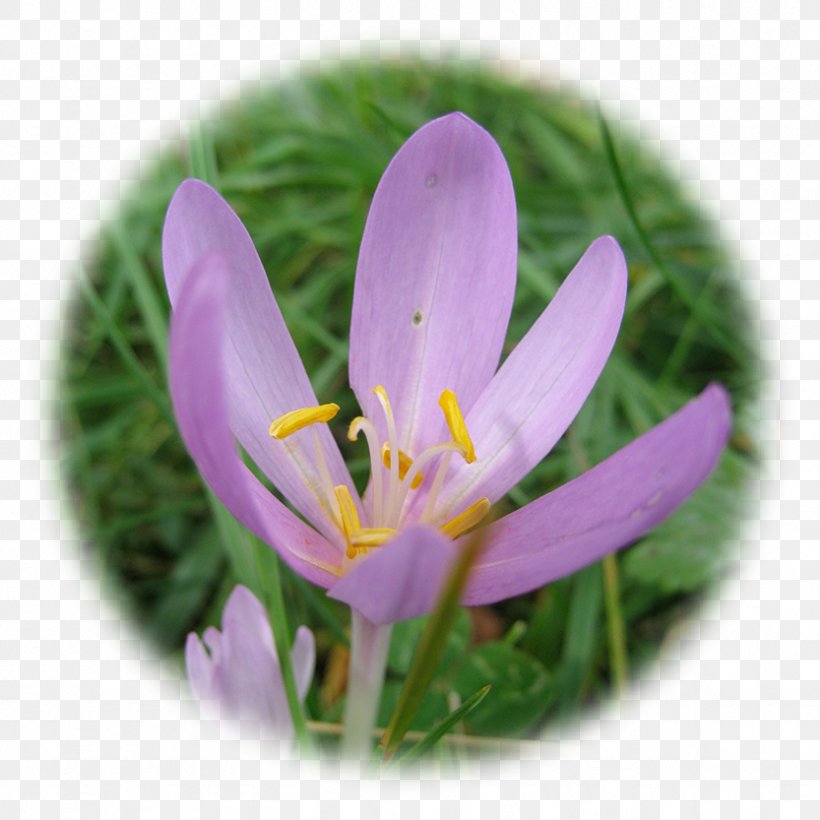 Autumn Crocus Crocus Vernus White Crocus Saffron Healing, PNG, 833x833px, Autumn Crocus, Crocus, Crocus Vernus, Elixir, Flora Download Free