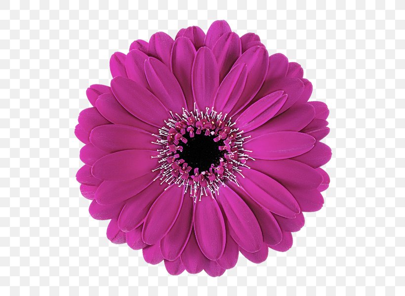 Barberton Daisy Gerbera Flower Violet Petal, PNG, 600x600px, Barberton Daisy, African Daisy, Flower, Gerbera, Petal Download Free