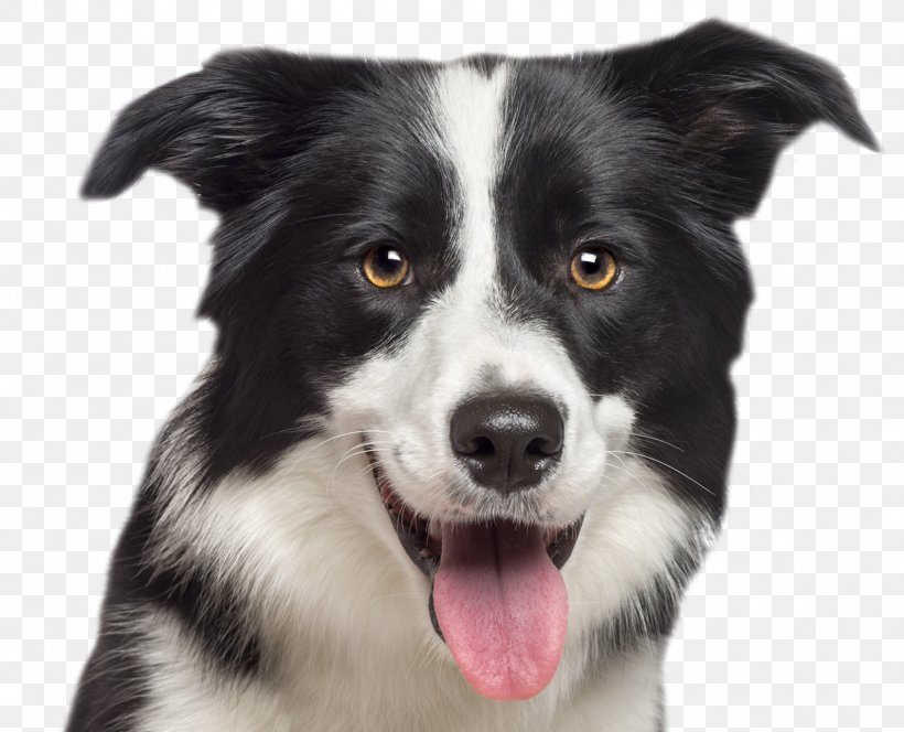 Border Collie Rough Collie German Shepherd Labrador Retriever Puppy, PNG, 1591x1289px, Border Collie, Breed, Collie, Collie Eye Anomaly, Companion Dog Download Free