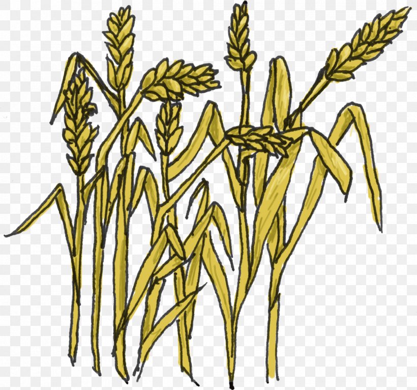 Clip Art Grain Openclipart Vector Graphics, PNG, 1732x1620px, Grain, Agriculture, Botany, Cereal, Elymus Repens Download Free
