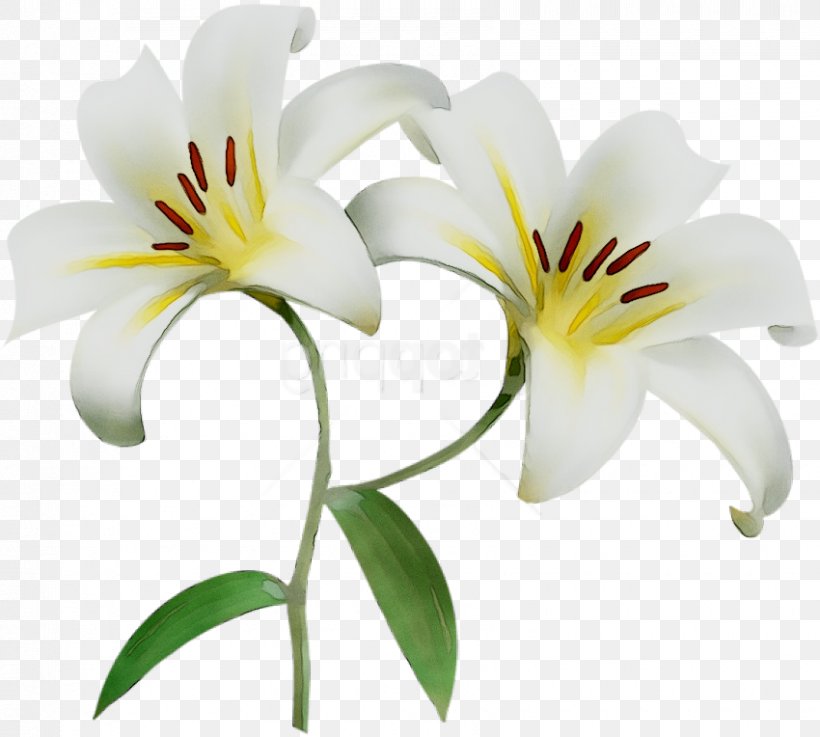 Cut Flowers Plant Stem Plants Lily M, PNG, 850x764px, Cut Flowers, Botany, Daylily, Flower, Flowering Plant Download Free