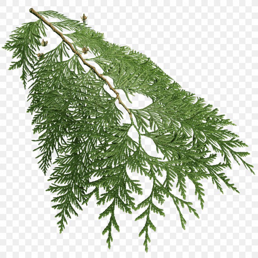 Fir Spruce Western Redcedar Cupressus Tree, PNG, 1024x1024px, Fir, Arborvitae, Branch, Cedar, Conifer Download Free