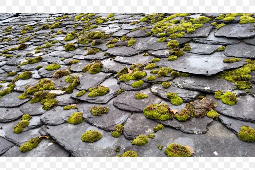 Moss, PNG, 1024x682px, Moss, Grass, Non Vascular Land Plant, Plant, Rock Download Free