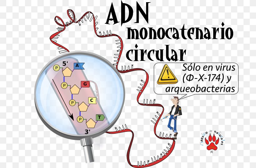 SsDNA Virus CmapTools Circular DNA Concept Map, PNG, 709x538px, Watercolor, Cartoon, Flower, Frame, Heart Download Free